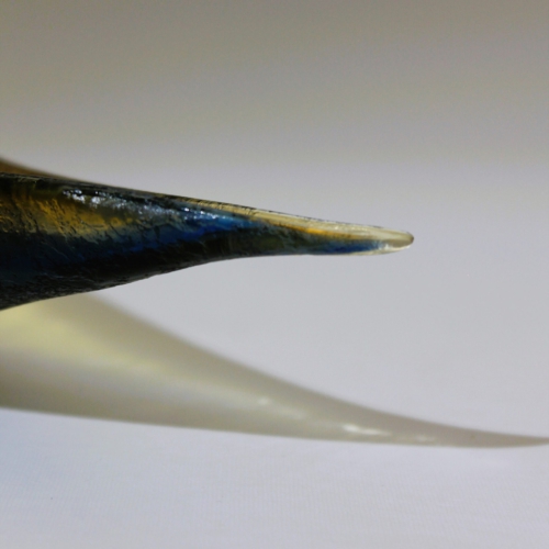 seguso vetri d arte murano glass leaf bowl corroso blue yellow pauly and c